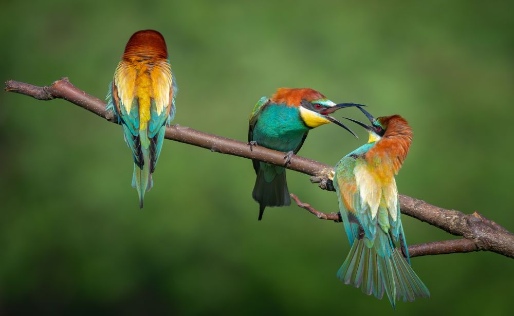 Photograph by Плеханов Александр