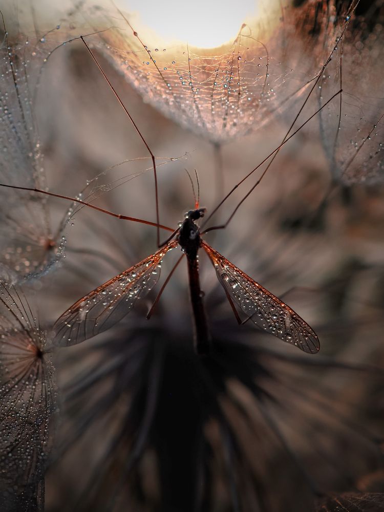 Photograph by Марина Сидоренко