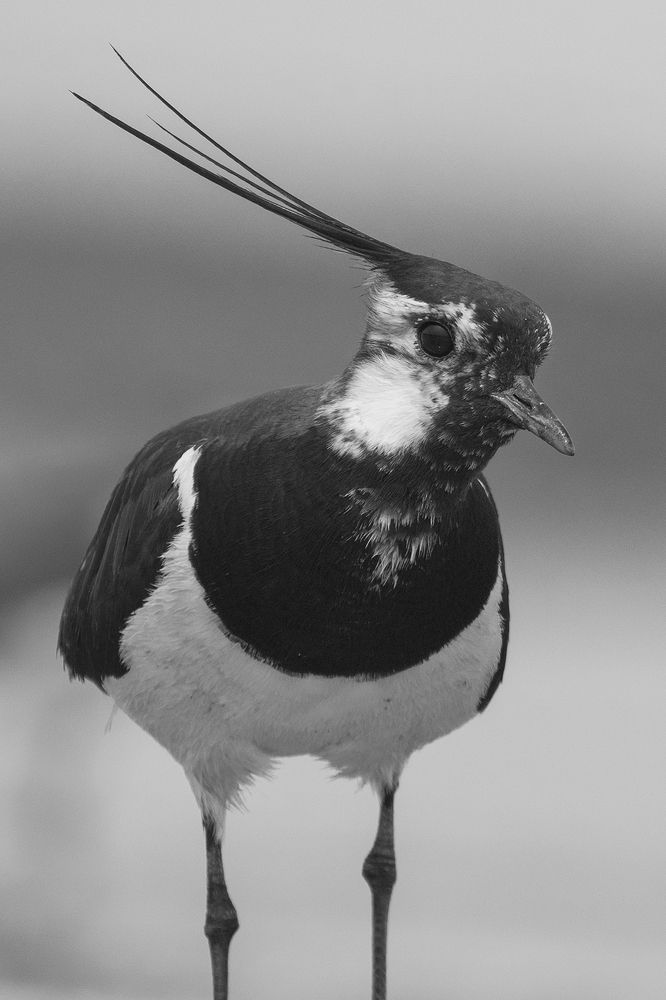 Northern Lapwing