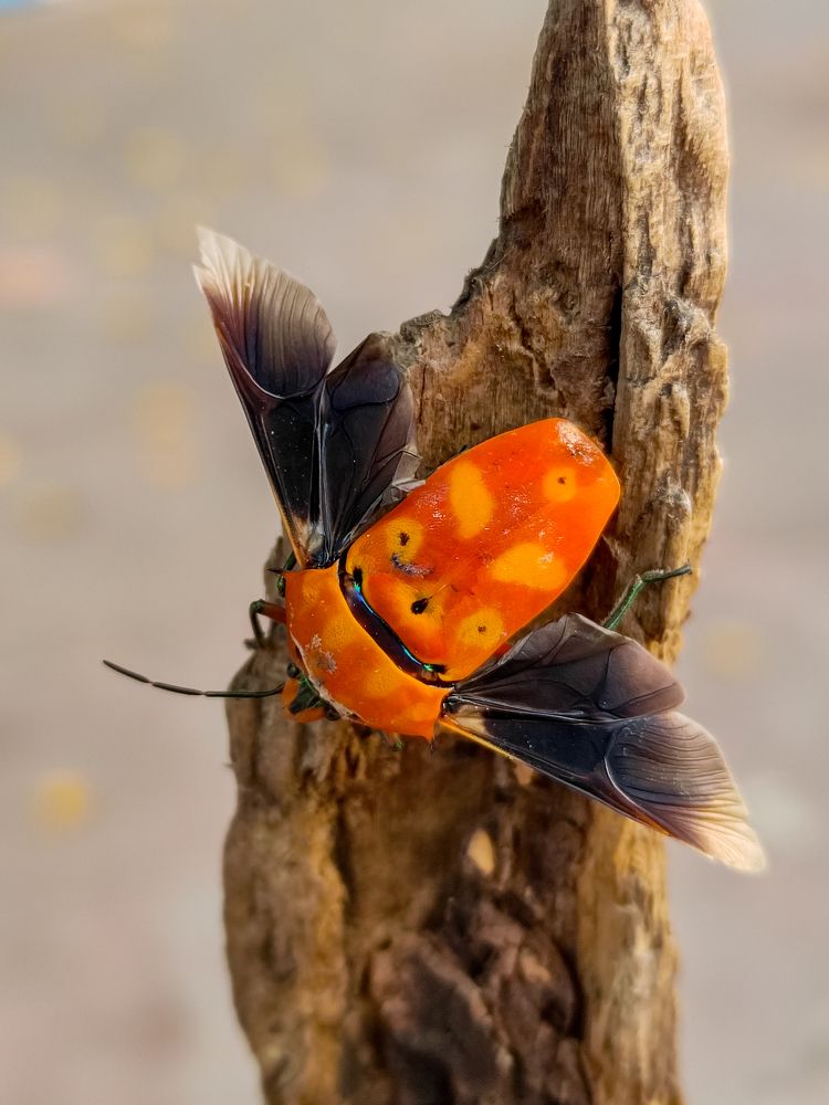 Colourful Bug