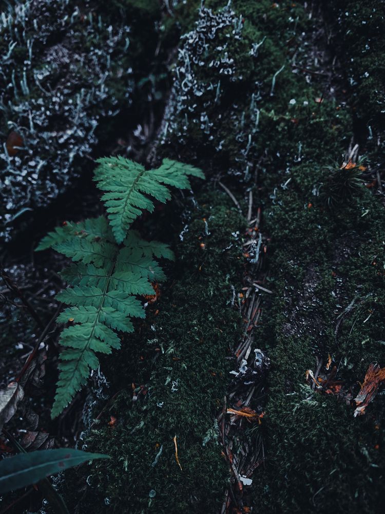 Photograph by Nakiato