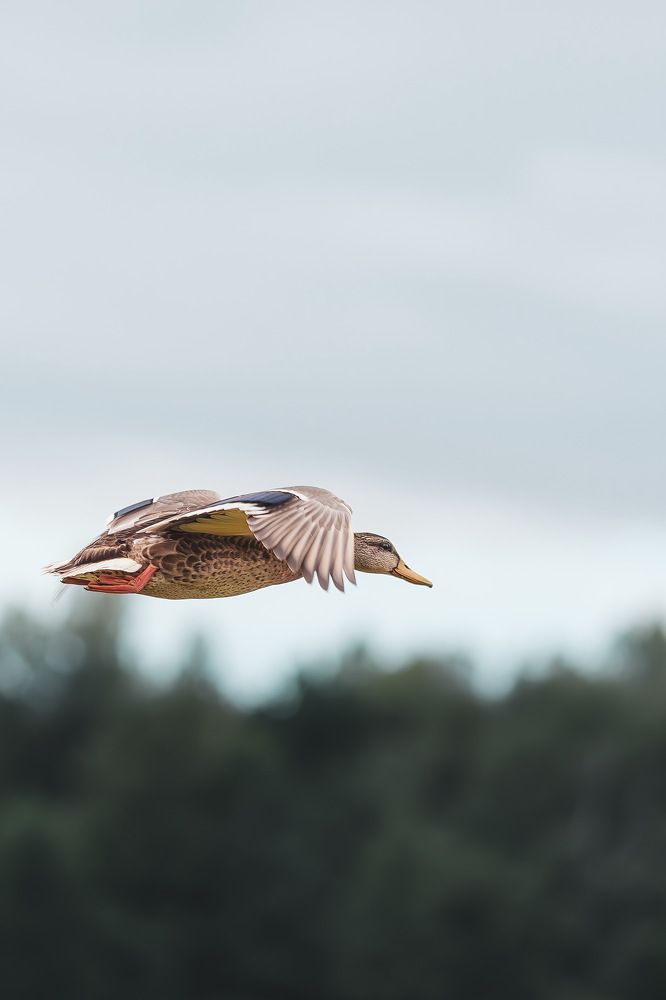 Photograph by Максим Кукурунд