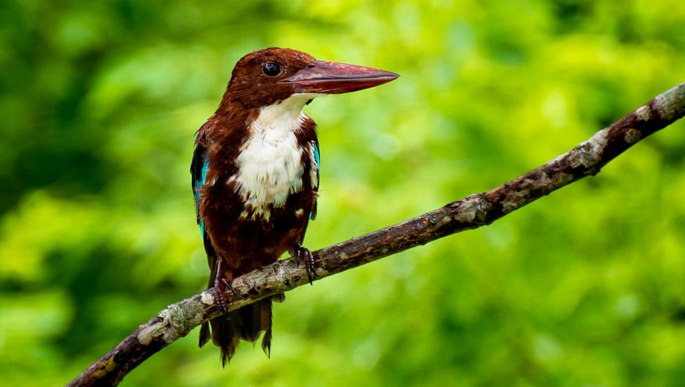 A white breasted kingfisher