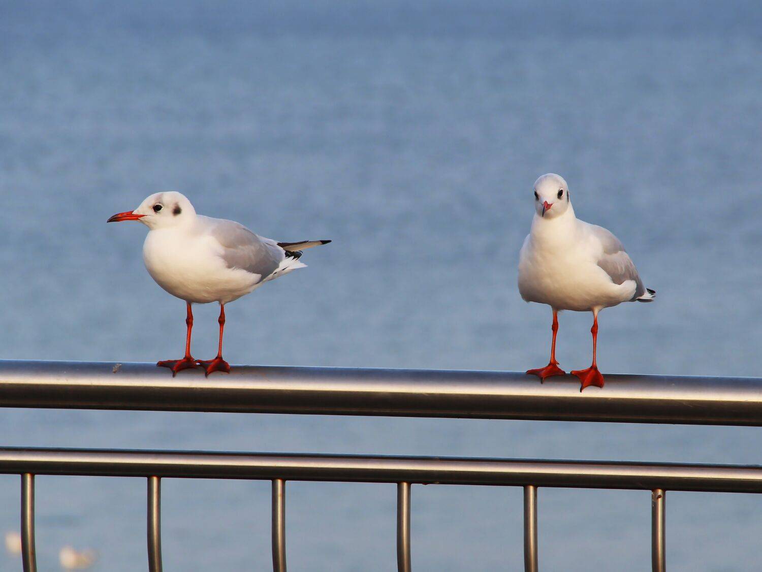 Photo #7598226