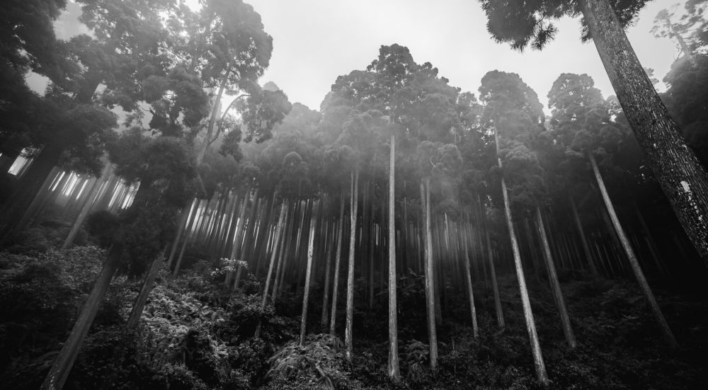 Фотография автора Utathya Roy