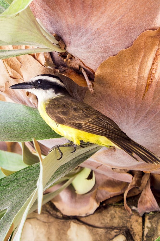 Photograph by Renata Bragatto