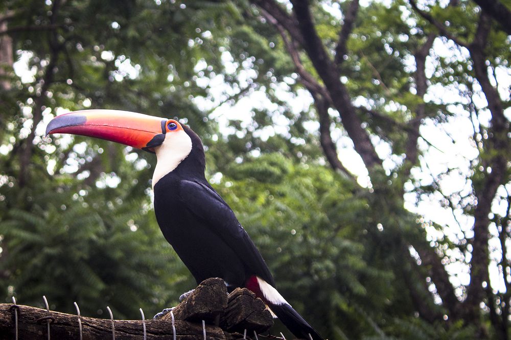 Photograph by Renata Bragatto