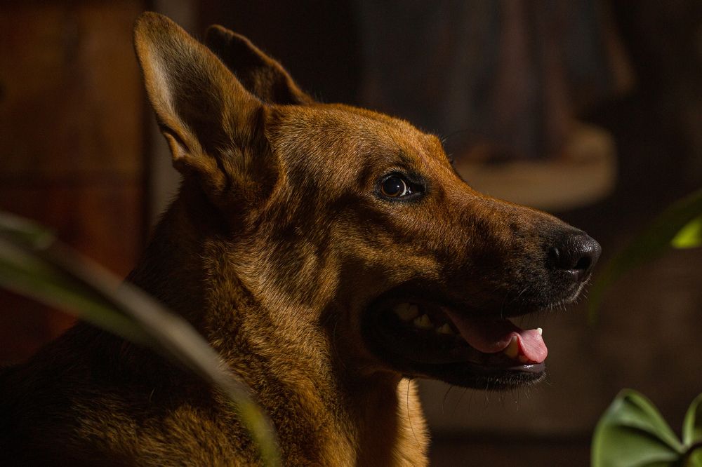 Photograph by Дмитрий Грошиков