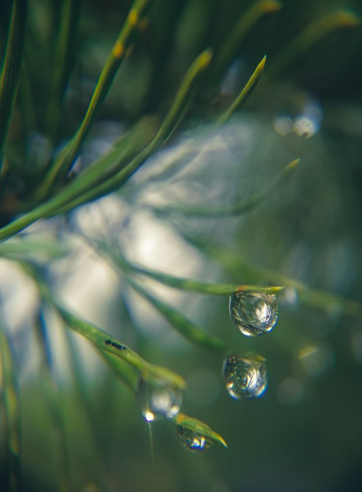 Photograph by Светлана Шелухеева