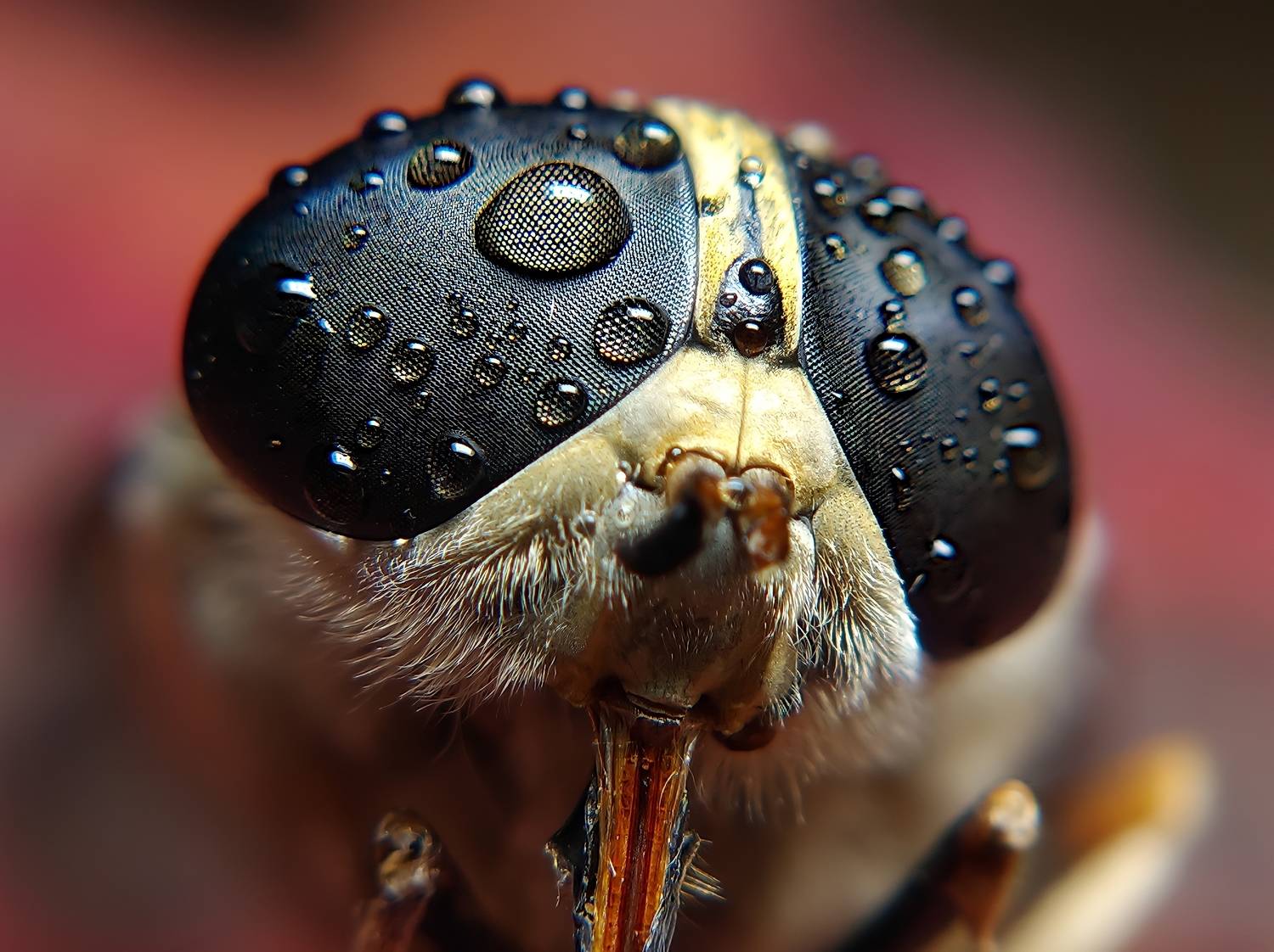 Black eyes