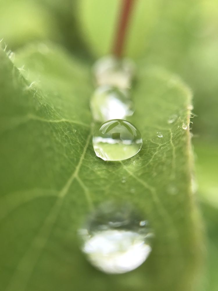 The drops of rain