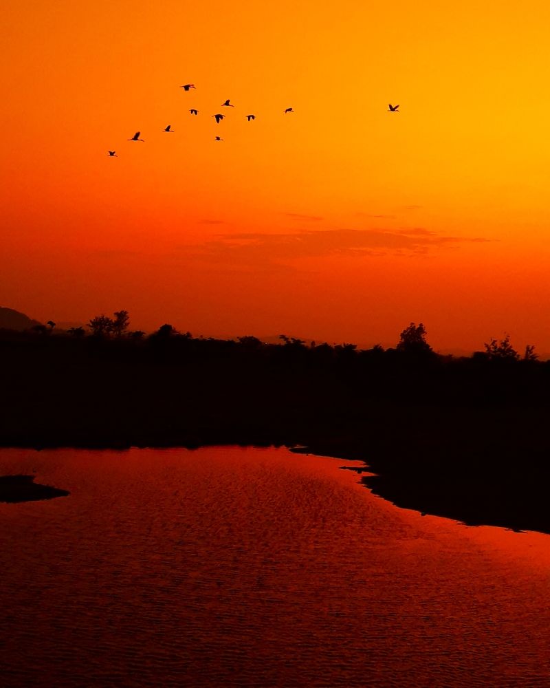 The Lake and Birds