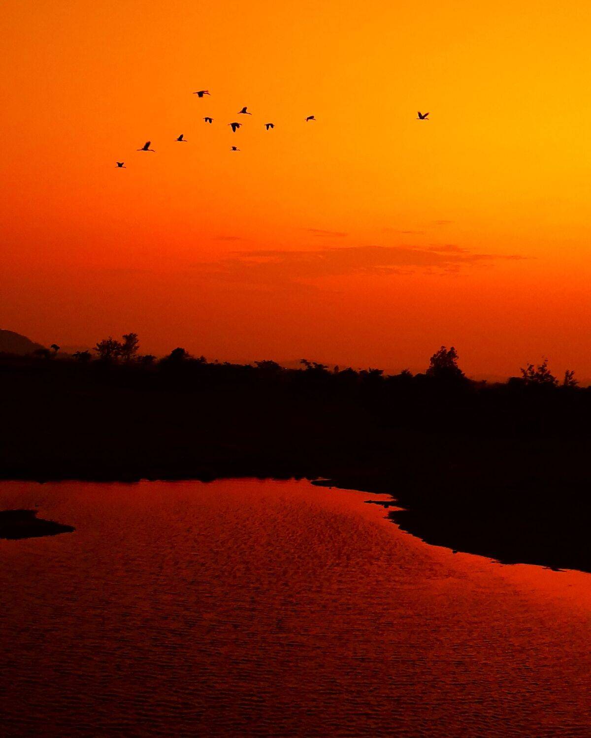 The Lake and Birds
