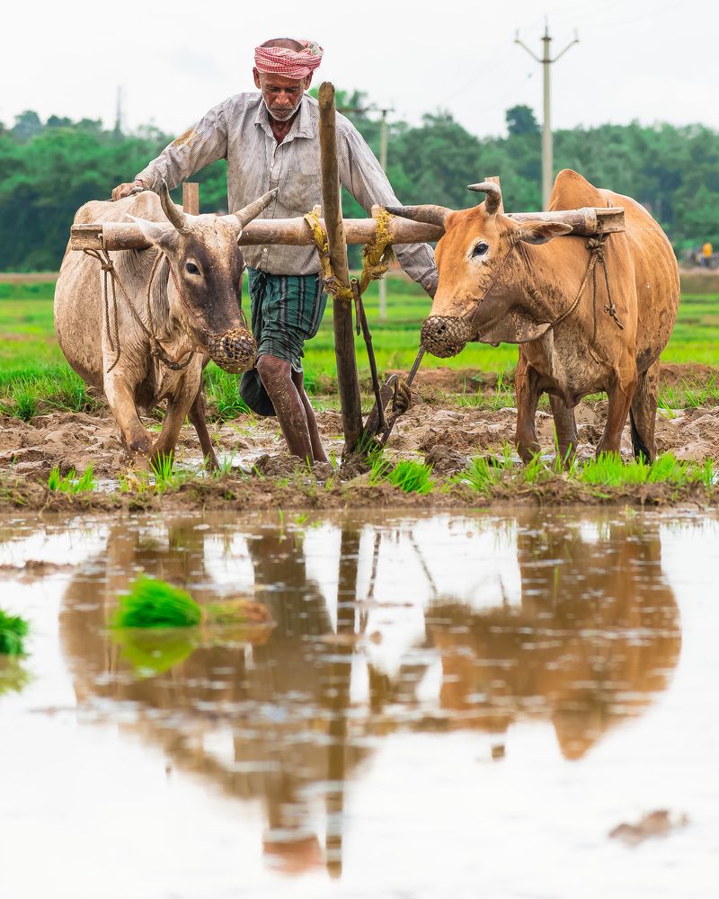 Photograph by Anirban Pan