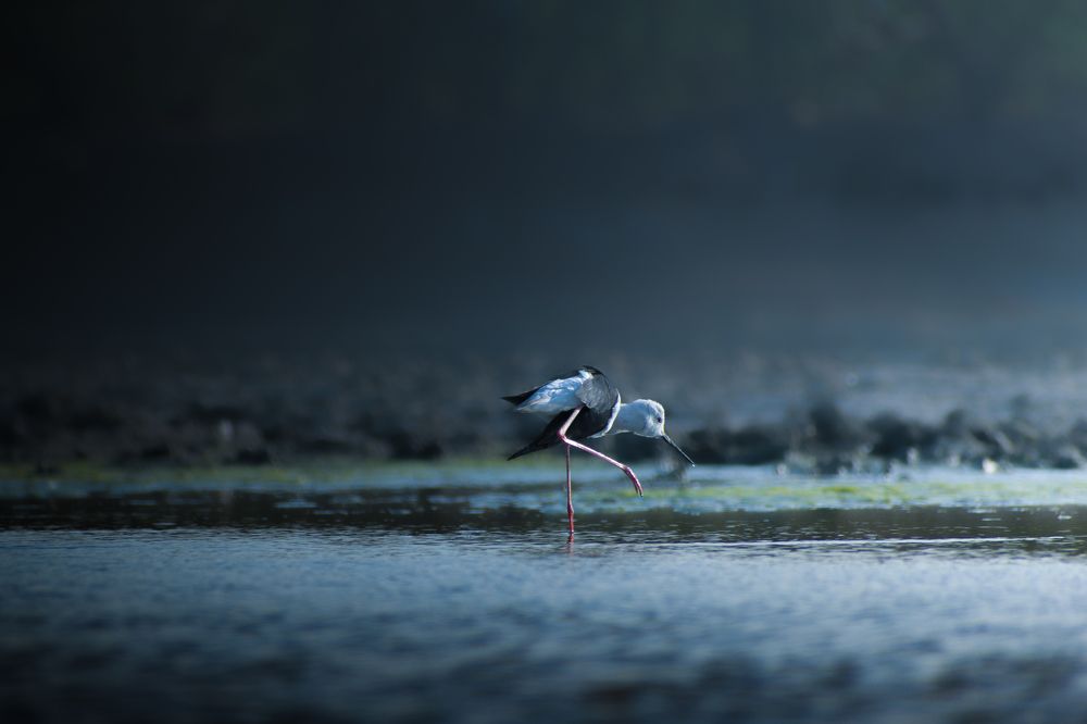 Black-winged stilt