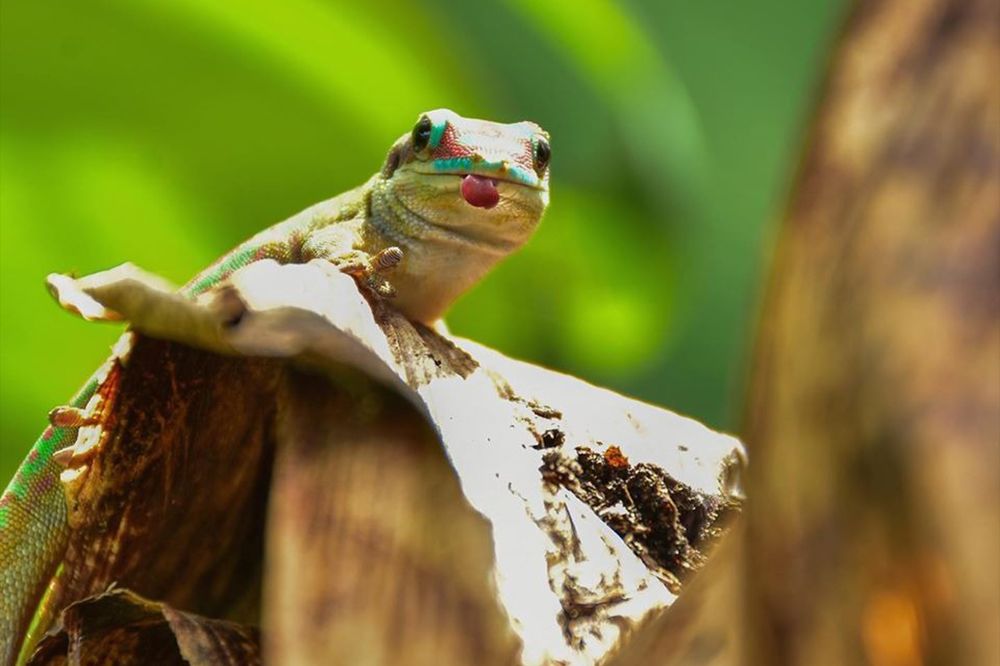 Photograph by Steeven Vaithi