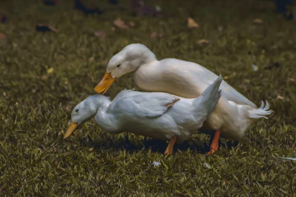 Photograph by Steeven Vaithi