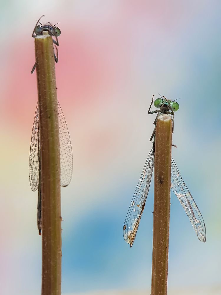 Photograph by FABIO SARTORI