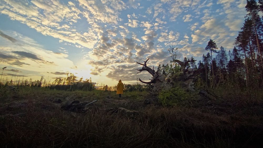 Стражи леса...