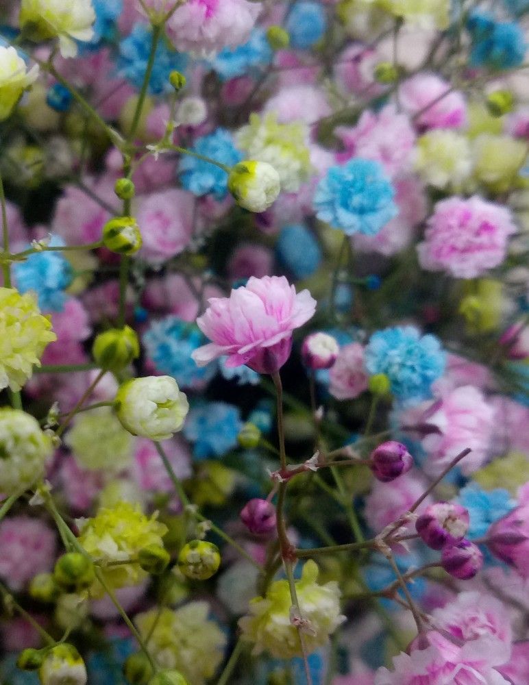 Качи́м, или Гипсофи́ла, или Гипсолю́бка.