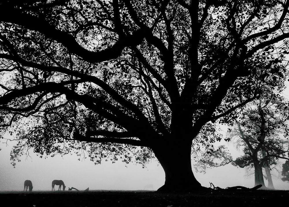 Photo #7598913