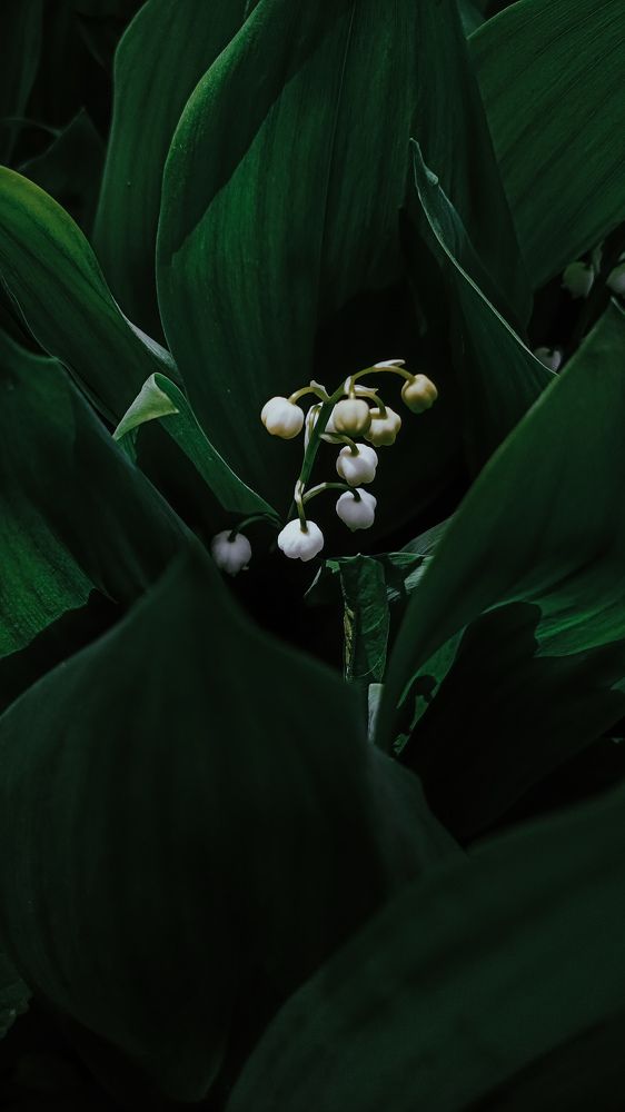 Photograph by Анна Подашевская