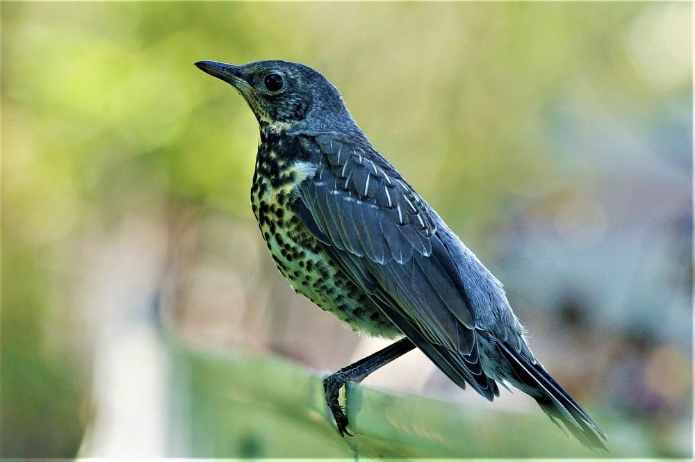 дрозды прилетели ( thrushes are attache)
