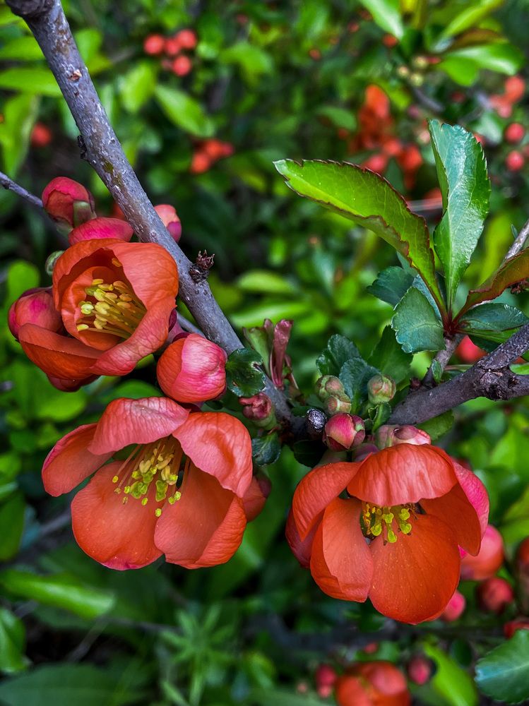 Фотография автора Рамзия Хисамутдинова