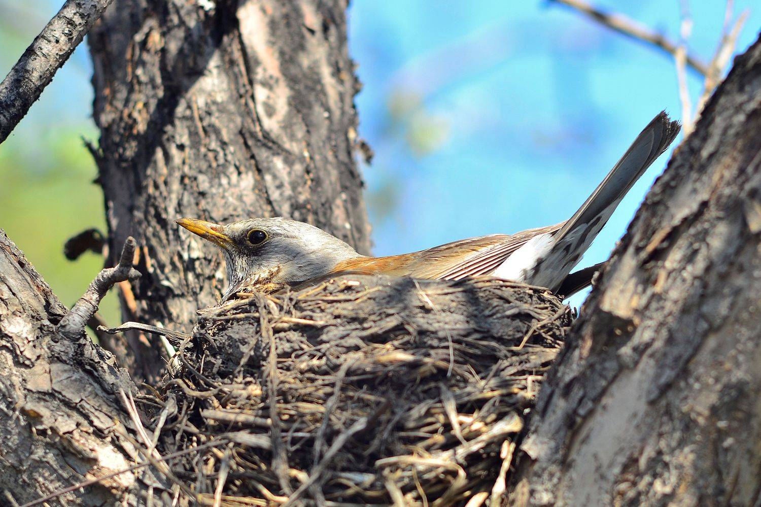 Photo #7599063