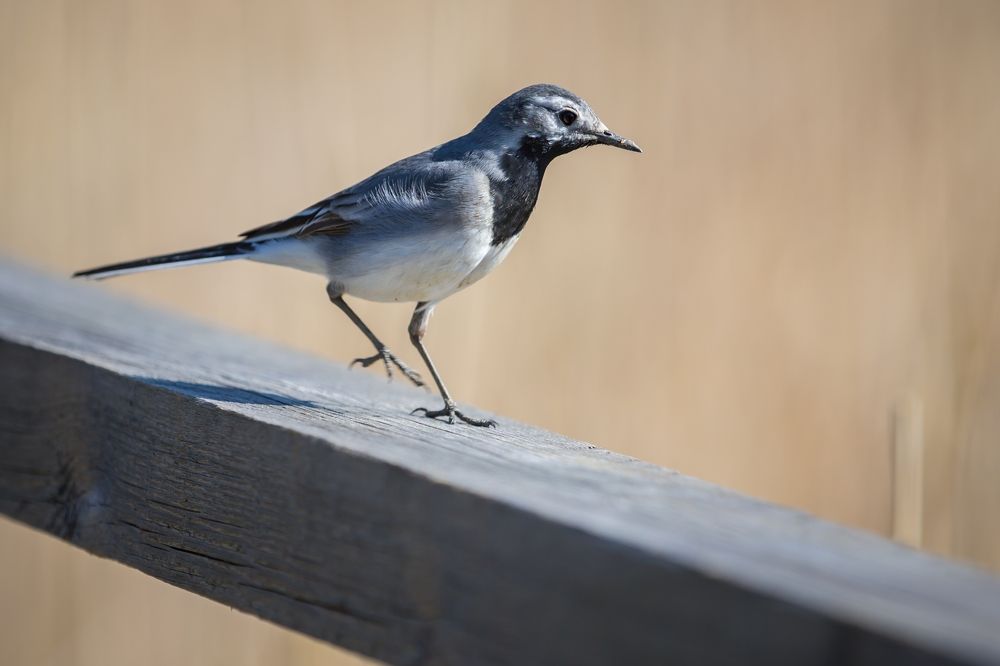 Photograph by Igors Astahovs