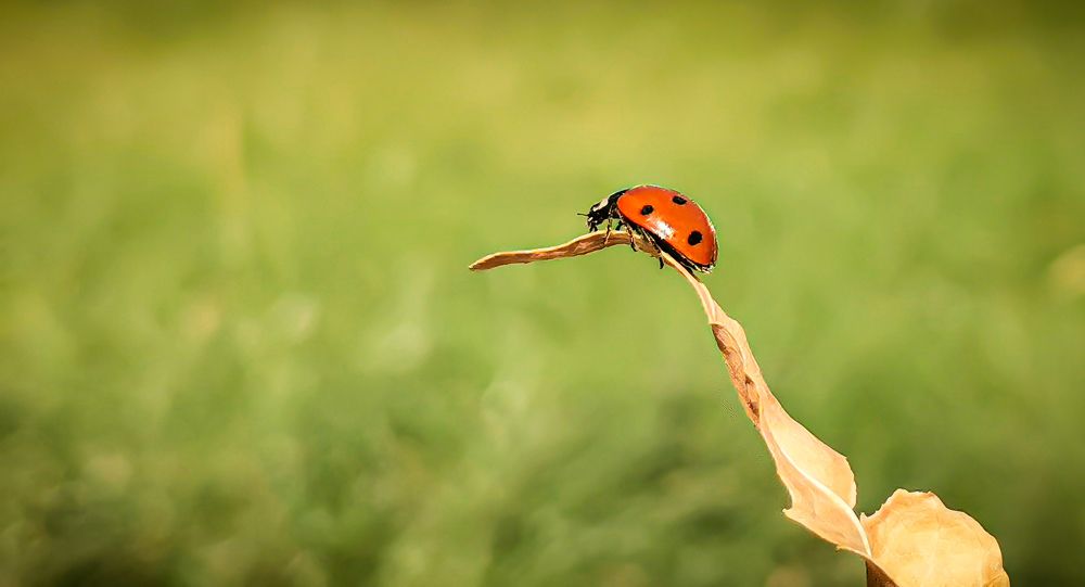 Photograph by Ксения Супрун