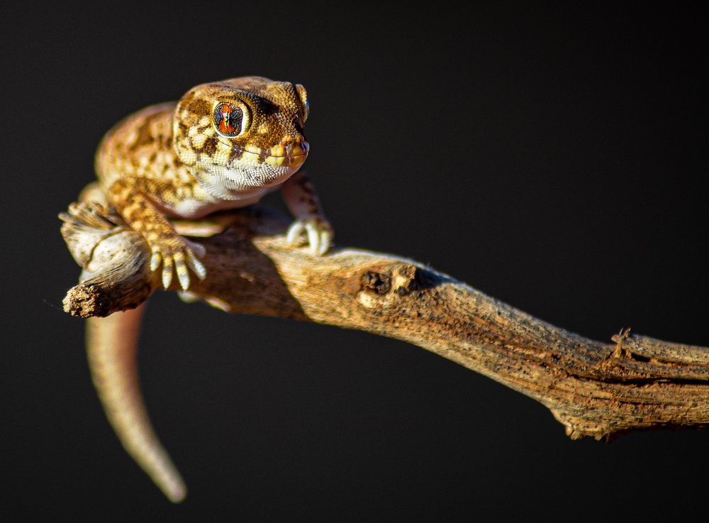 Stenodactylus mauritanicus