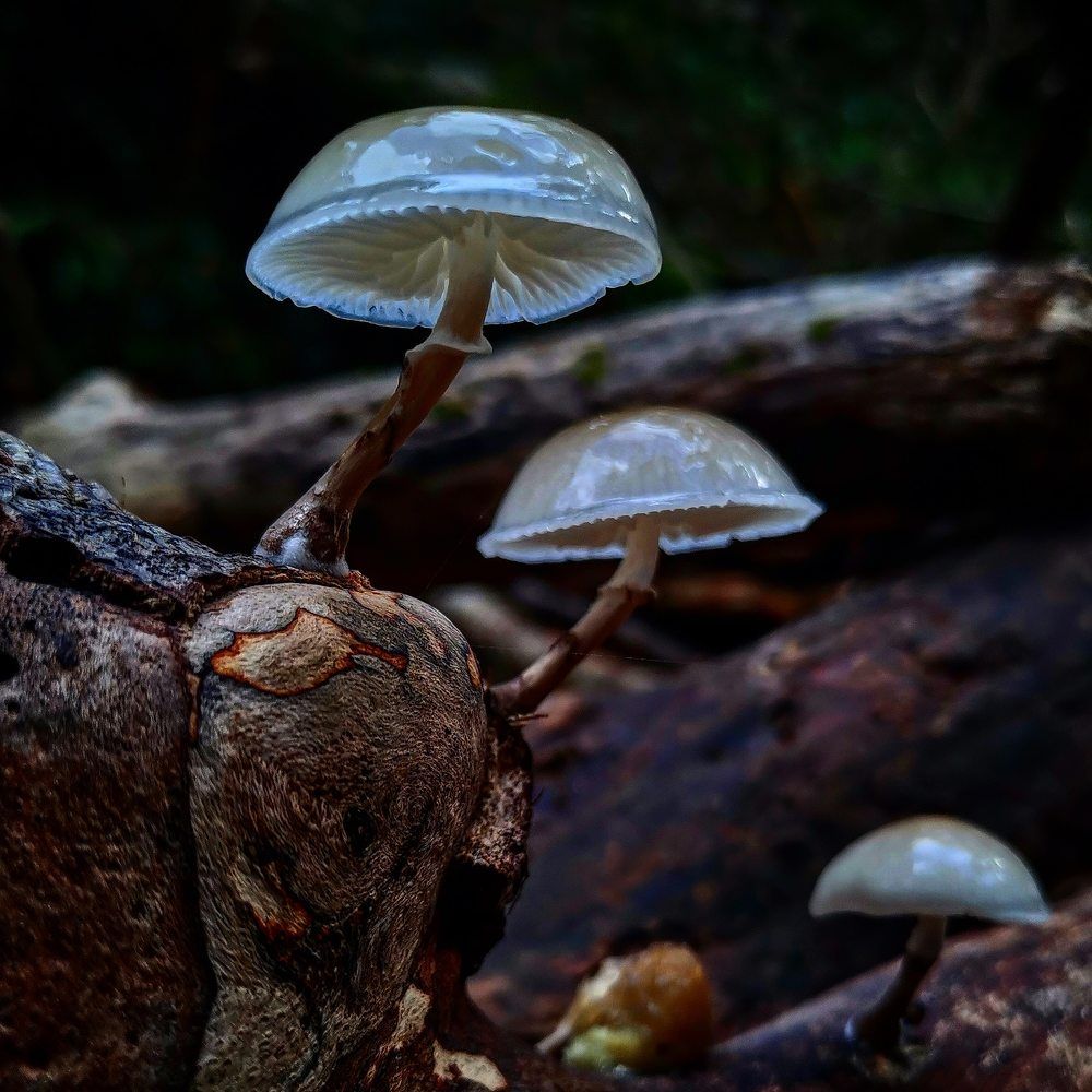 Photograph by Армен Багдасарян