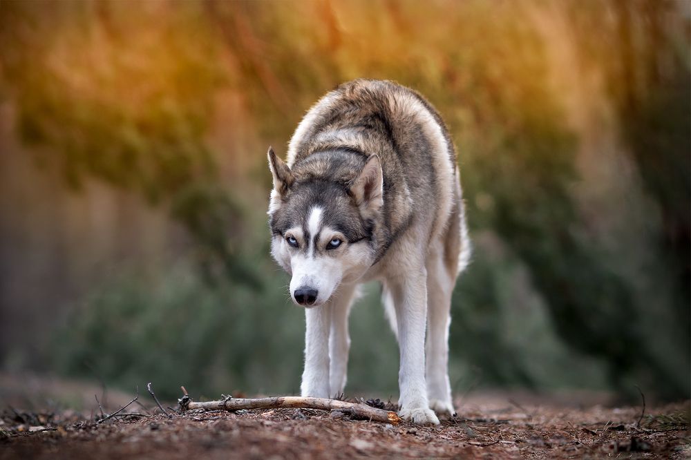 Photograph by Светлана Гущина