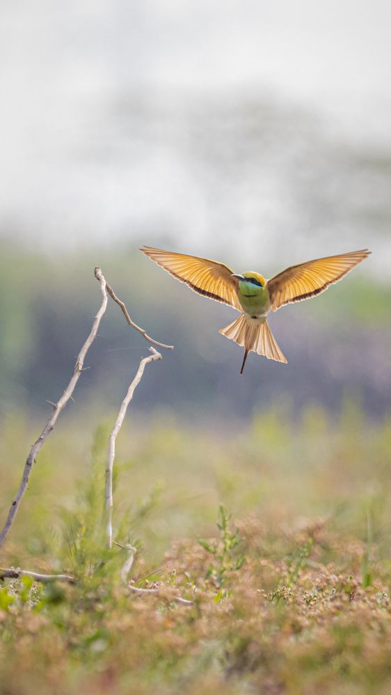 Фотография автора Ashir Kumar