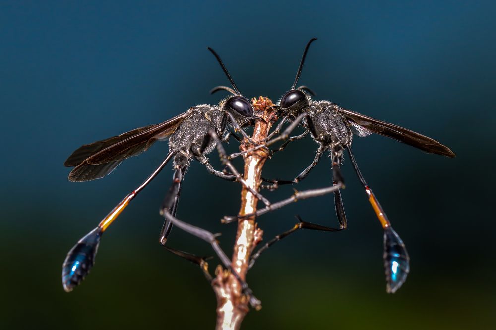 Фотография автора Ashir Kumar