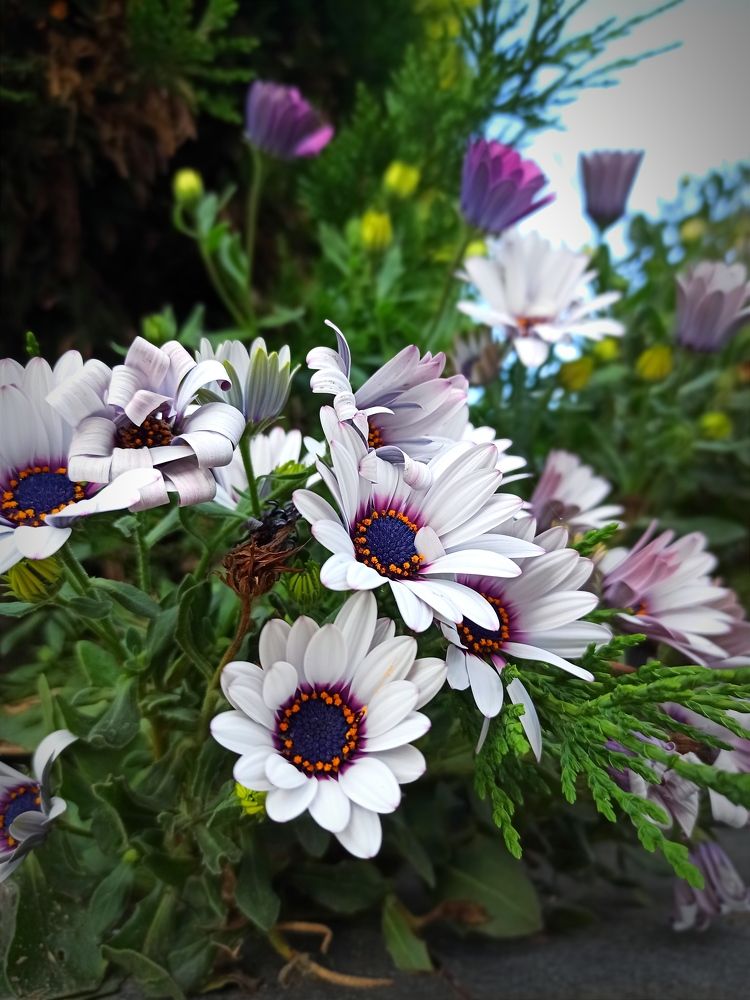 Фотография автора Viktorija Karasu