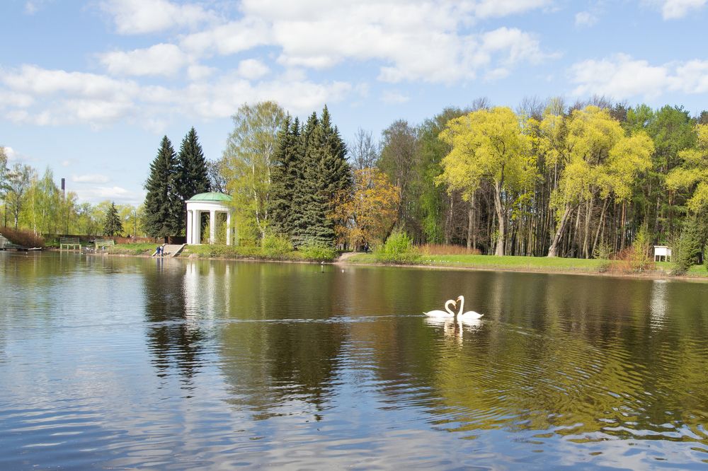 Лебединная песня