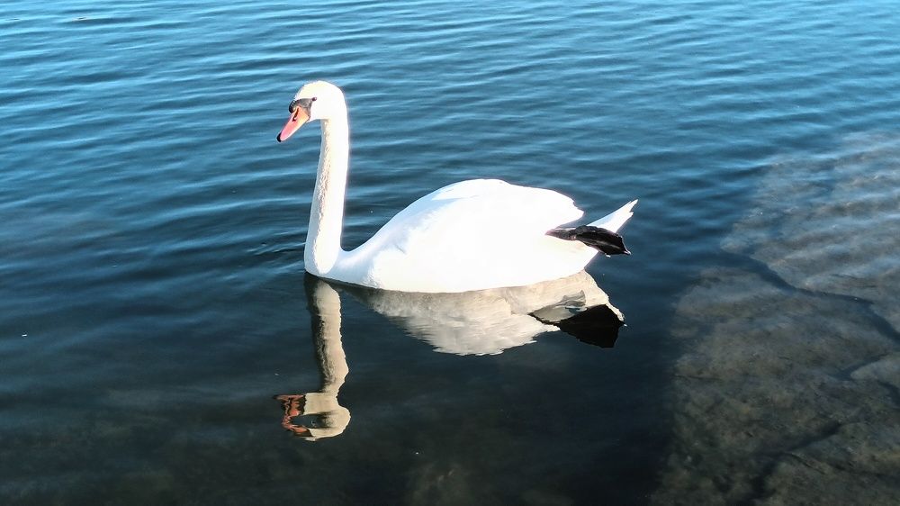 Лебединая зарядка