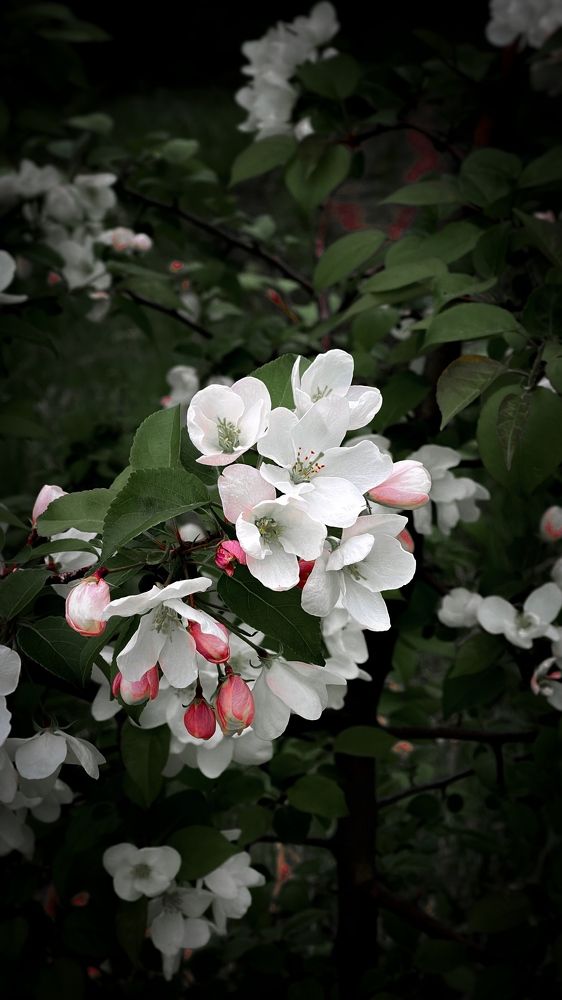 Photograph by Алина Сулейманова