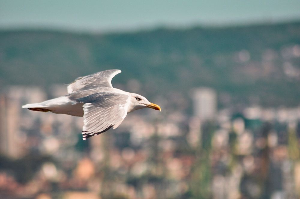 Photograph by Stoyan Baev