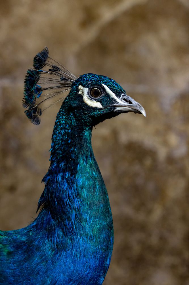 Photograph by Rasoul