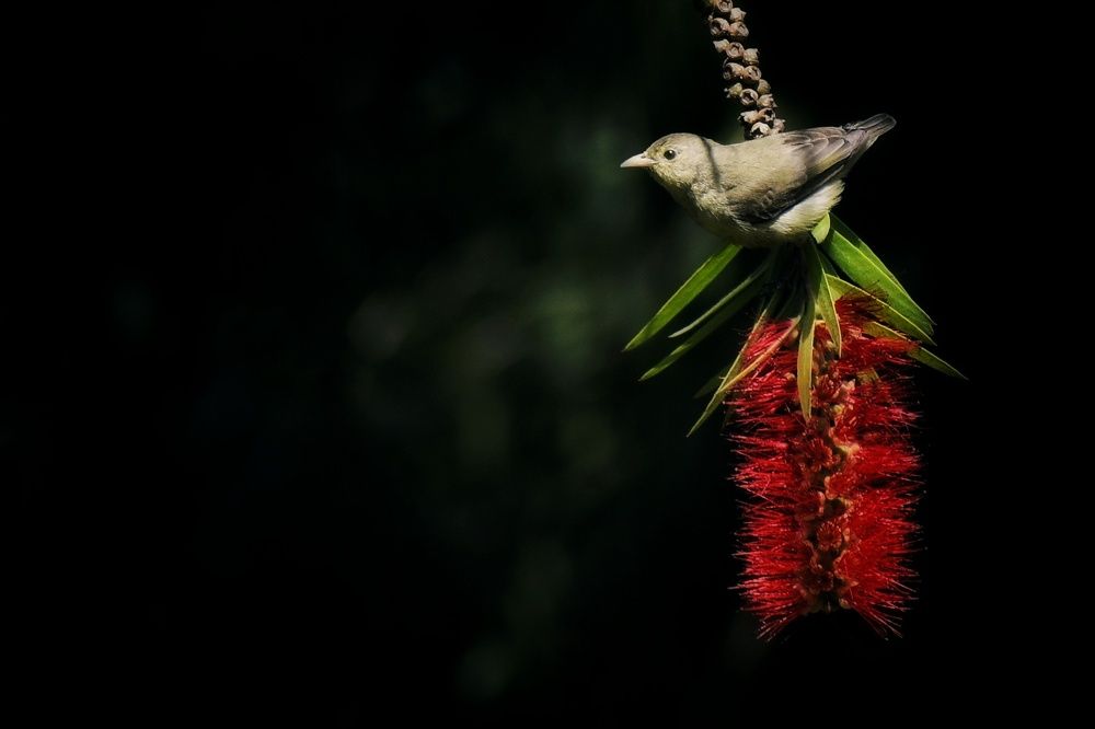 Photograph by Sameer Das