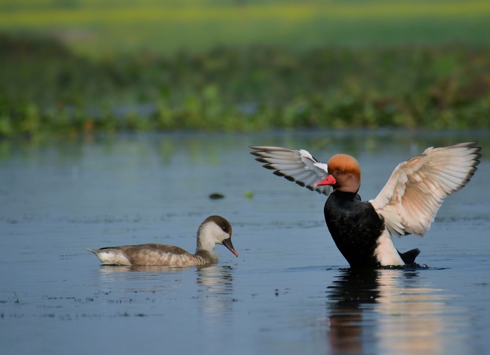 Photograph by Sameer Das