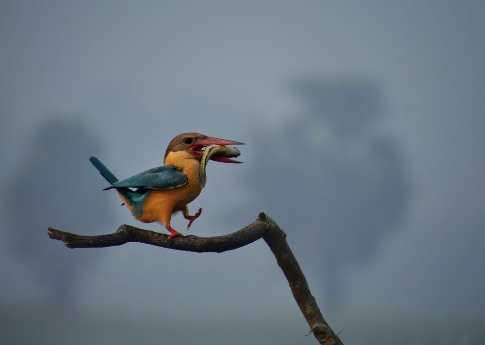 Photograph by Sameer Das