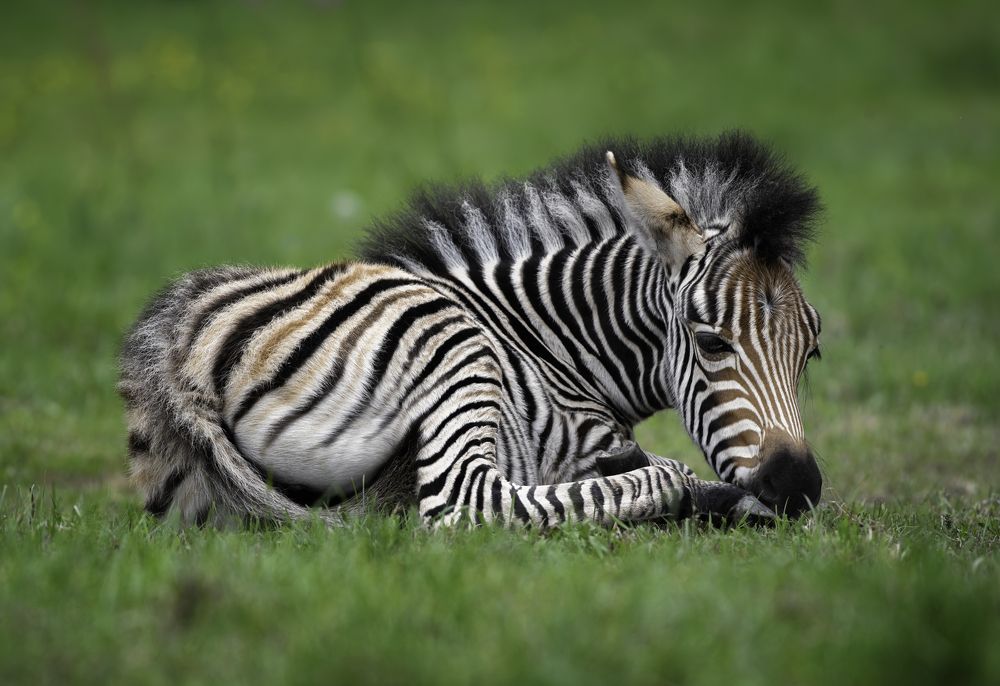 Chapman's zebra
