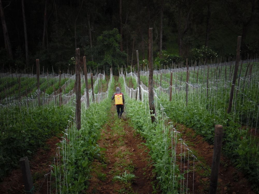 Cultivo Andino Alverja