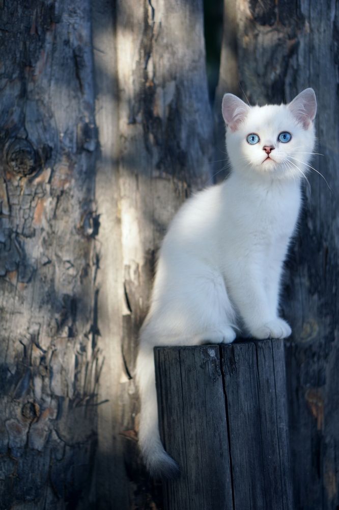 Фотография автора Елена Самофалова