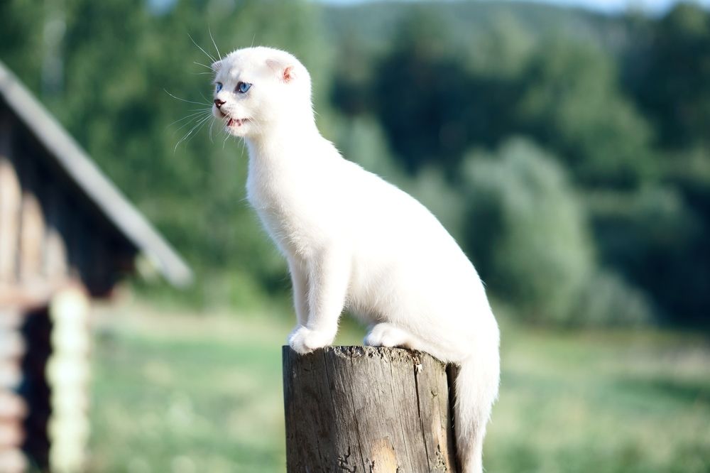 Фотография автора Елена Самофалова