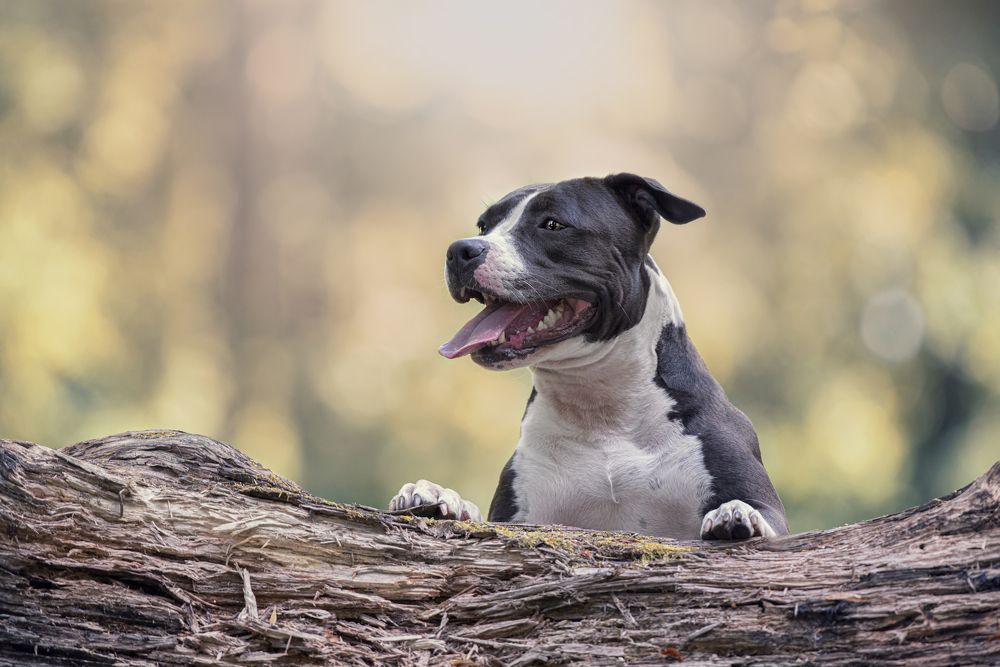 American Staffordshire Terrier